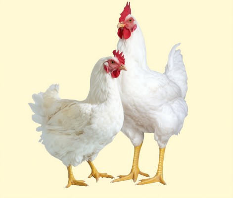 Broiler Chicken