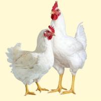 Broiler Chicken