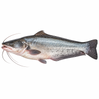 Large River Fish